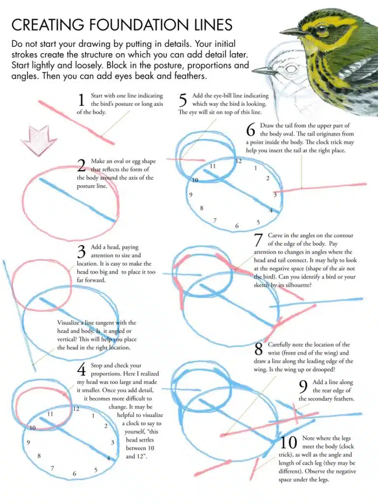 How-to-draw-birds-768x1024 Step-by-step guide on creating foundation lines for bird drawing, focusing on posture, proportions, and angles with visual examples. | Sky Rye Design Step-by-step guide on creating foundation lines for bird drawing, focusing on posture, proportions, and angles with visual examples.