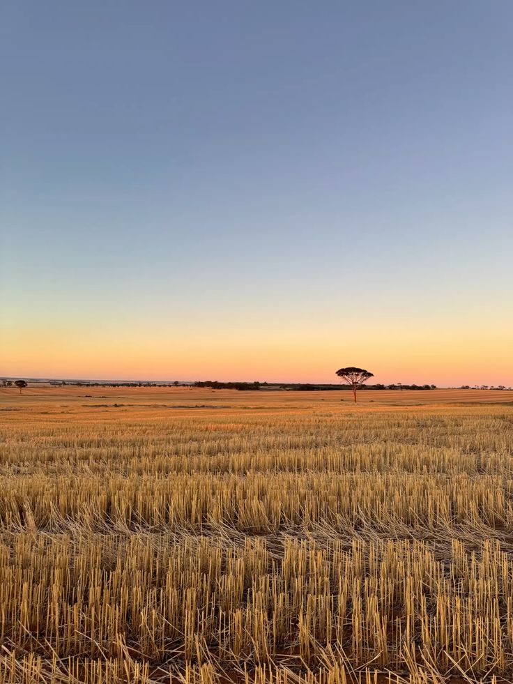 Golden wheat field at sunset with a clear sky, featuring a solitary tree on the horizon, creating a serene rural landscape.