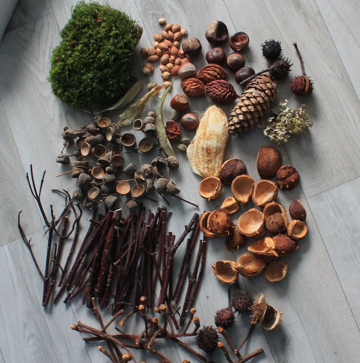 Collection of natural elements including pine cones, twigs, nuts, and moss on a wooden floor, showcasing diverse forest findings.