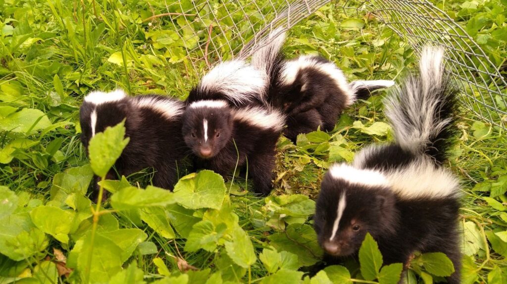 Ottawa-skedaddle-humane-wildlife-control-June-2023-baby-skunk-skunks-box-removal-screening-damage-4-1 | Sky Rye Design