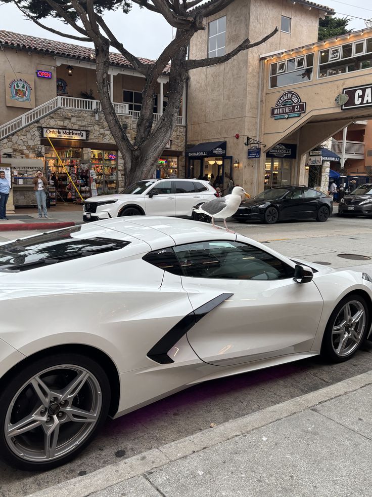 Seagull perched on a white sports car in a lively street with shops and trees in Monterey, CA, capturing city life and nature's whimsy.