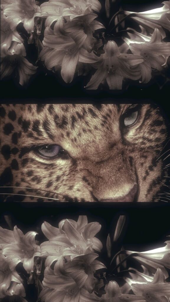 Wallpaper_ Leopard eyes framed by white lilies in a dramatic, monochrome composition. | Sky Rye Design Leopard eyes framed by white lilies in a dramatic, monochrome composition.