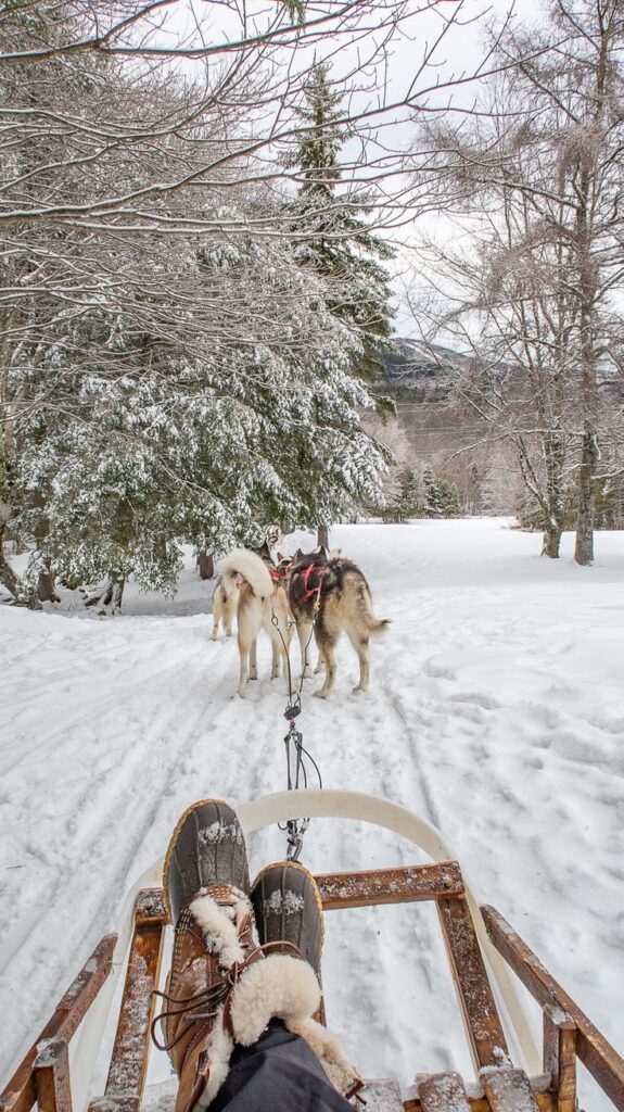 Sled ride through snowy forest with huskies pulling, showcasing winter adventure and wildlife experience.