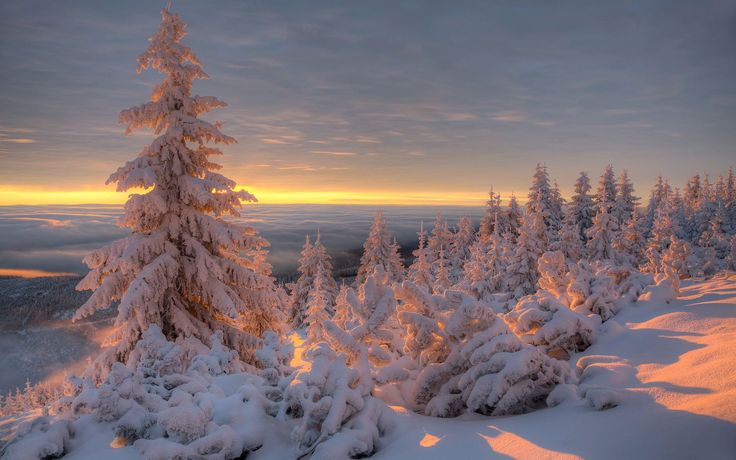 Snow-covered trees at sunrise create a serene winter landscape, with a warm glow highlighting the frosted branches and a colorful sky.