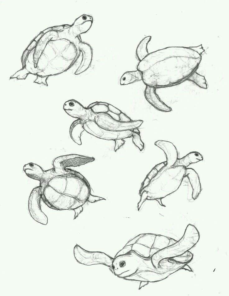 a4699e15a86ad8bd6747e6e50696db6f Sketch of six sea turtles in various swimming poses, showcasing detailed pencil art of their shells and flippers. | Sky Rye Design Sketch of six sea turtles in various swimming poses, showcasing detailed pencil art of their shells and flippers.