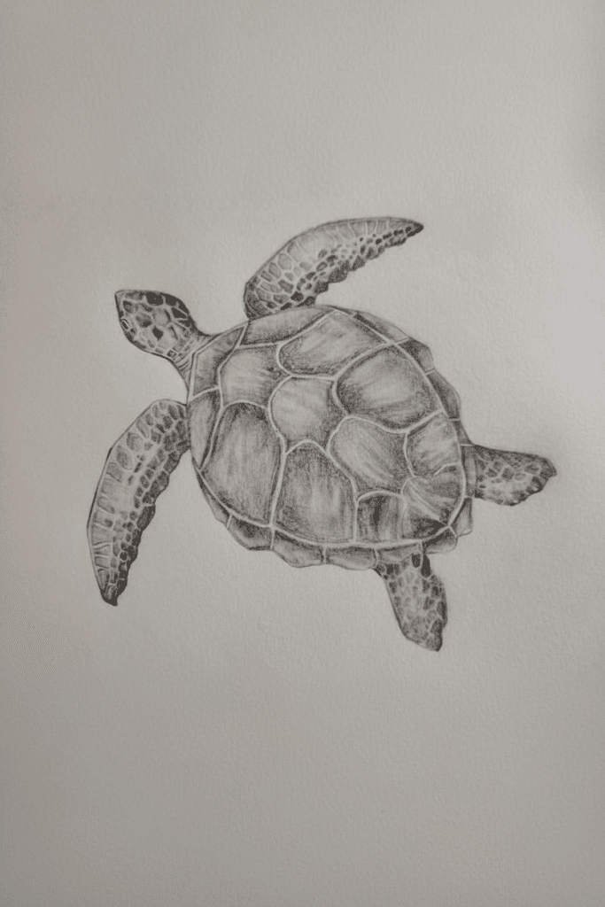 ai-edited-image-1763153534301 Pencil sketch of a sea turtle with detailed shell and flippers on a white background. Realistic turtle drawing, marine art. | Sky Rye Design Pencil sketch of a sea turtle with detailed shell and flippers on a white background. Realistic turtle drawing, marine art.