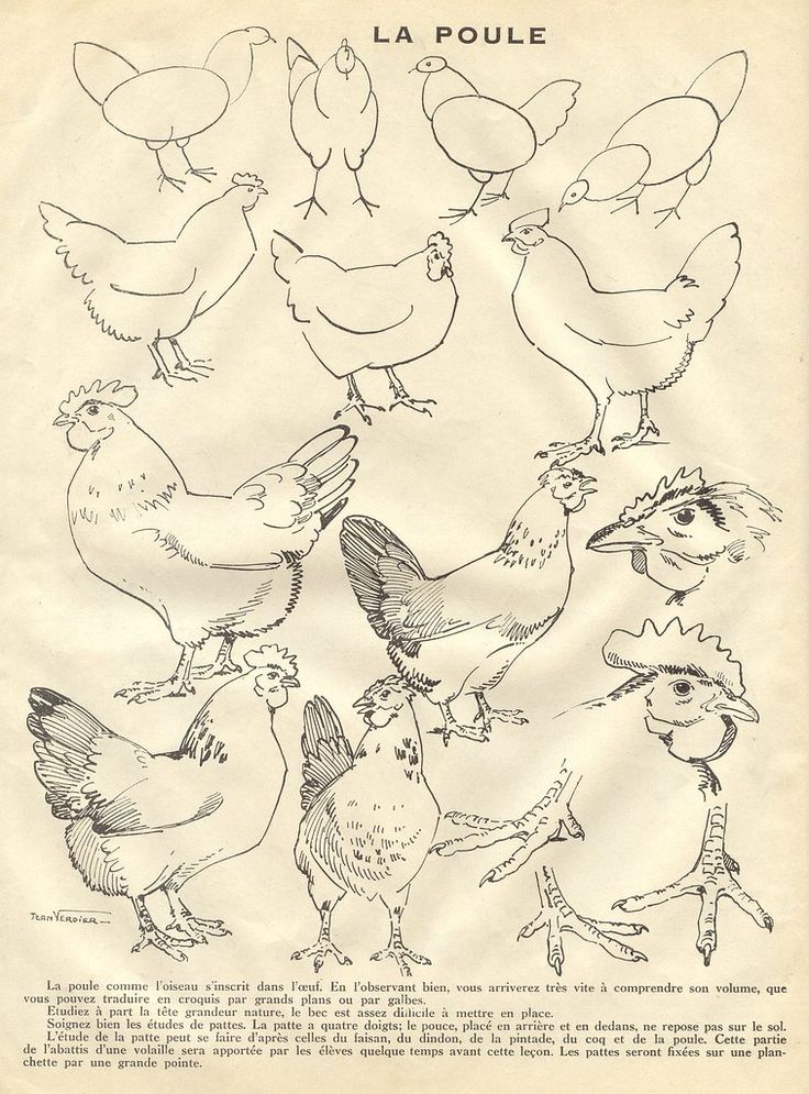 Vintage chicken illustration guide with sketches of different chicken poses and details. Text in French explains chicken anatomy.