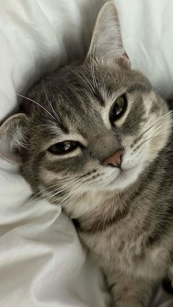 cute cat wallpaper Close-up of a relaxed grey tabby cat lying on white bedding, staring with sleepy eyes. | Sky Rye Design Close-up of a relaxed grey tabby cat lying on white bedding, staring with sleepy eyes.