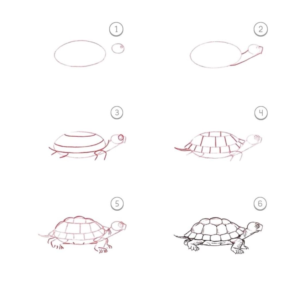 d4cb5f84ed7e7019b38b683b030c3af8 Step-by-step guide on drawing a turtle, from basic shapes to detailed shell and features, in six stages. Perfect for beginner artists. | Sky Rye Design Step-by-step guide on drawing a turtle, from basic shapes to detailed shell and features, in six stages. Perfect for beginner artists.