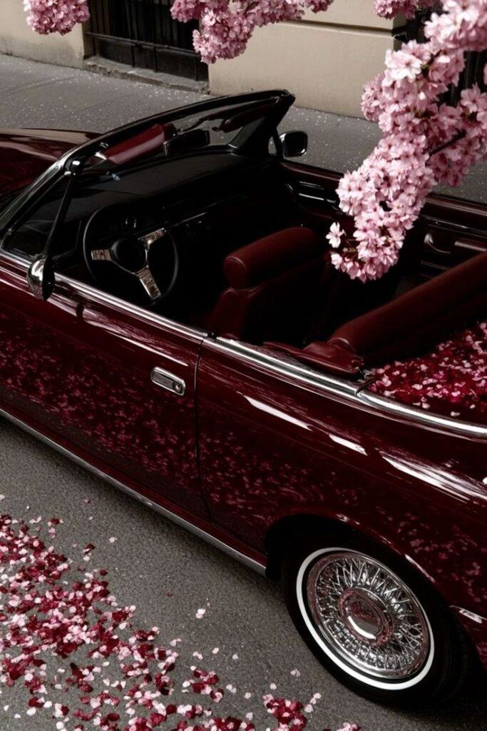 dgbSF Classic maroon convertible under cherry blossoms with petals on the ground. | Sky Rye Design Classic maroon convertible under cherry blossoms with petals on the ground.