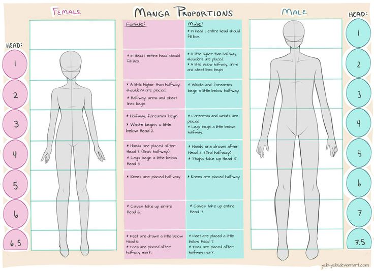 Manga drawing guide showing male and female body proportions with labeled segments for accurate illustrations.
