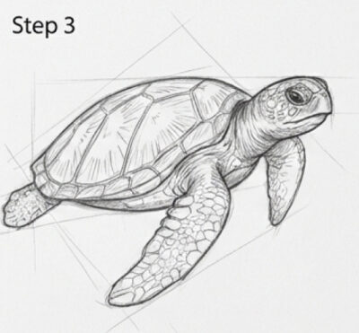 Easy Guide: How to Draw a Turtle Step-by-Step