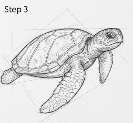Sea turtle pencil sketch — step 3 of a drawing tutorial showing realistic shell texture and flippers.