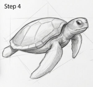 Flapshell Turtle Drawing Easy Guide: How to Draw a Turtle Step-by-Step