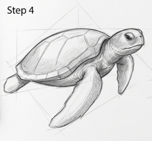 Sea turtle drawing tutorial pencil sketch - step 4 showing shading and form