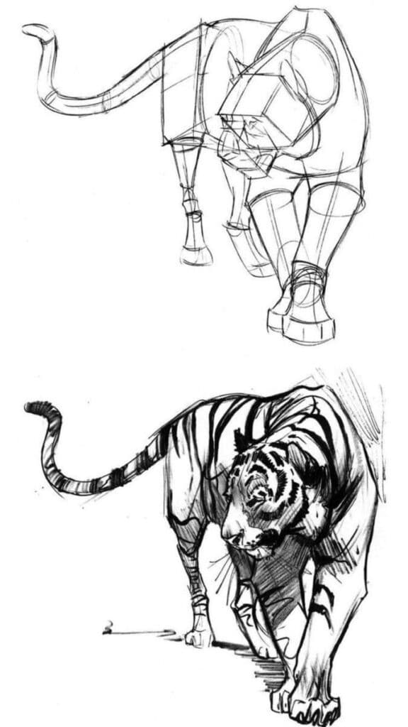 how to sketch realistic animals 5 Two-step tiger drawing process: a geometrical sketch evolves into a detailed, realistic tiger illustration. | Sky Rye Design Two-step tiger drawing process: a geometrical sketch evolves into a detailed, realistic tiger illustration.