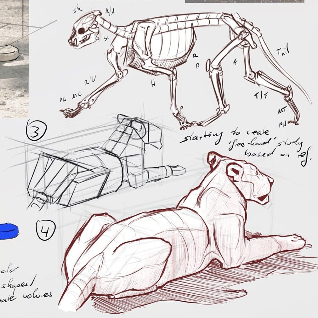 Sketch showing the anatomy and structure of a lioness. Includes skeletal and geometric shapes to aid in freehand drawing studies.