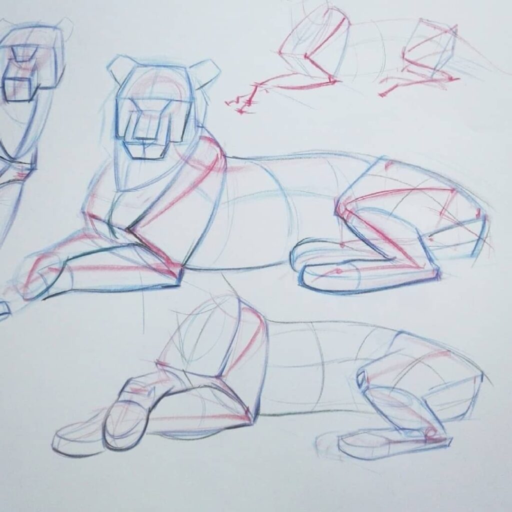 Lion anatomy sketch showing construction lines in red and blue pencils, illustrating form and posture for drawing practice.