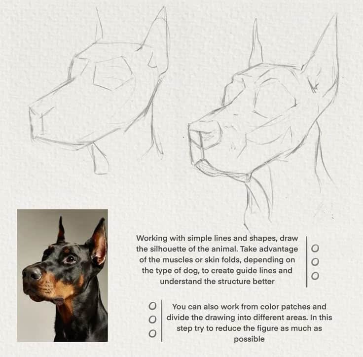 Drawing tutorial of a dog's head: sketching steps show the silhouette, inspired by a photo of a Doberman.