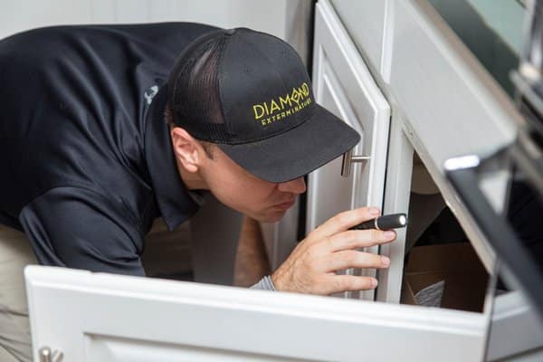 A pest control professional inspects under a kitchen sink with a flashlight for signs of pest activity.