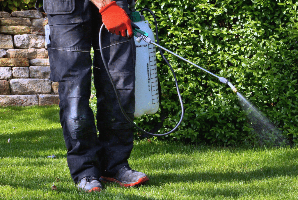 Person in gloves spraying lawn with manual garden sprayer, surrounded by green grass and hedge, brick wall in background.
