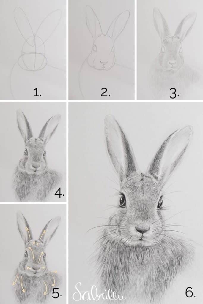 Step-by-step drawing tutorial of a realistic rabbit, progressing from basic shapes to a detailed pencil sketch.