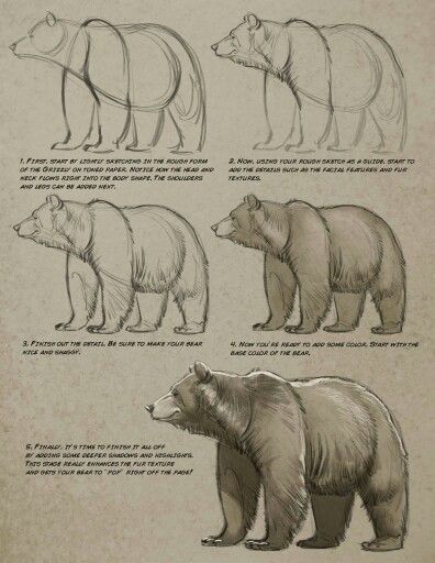 Step-by-step guide on drawing a realistic bear, from basic shapes to detailed fur and shading, featuring five progressive stages.