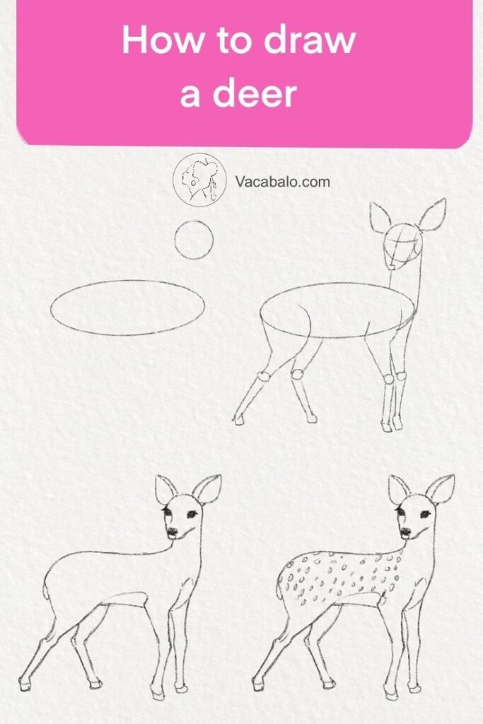 Step-by-step guide to drawing a deer, showing sketches from basic shapes to a detailed outline.
