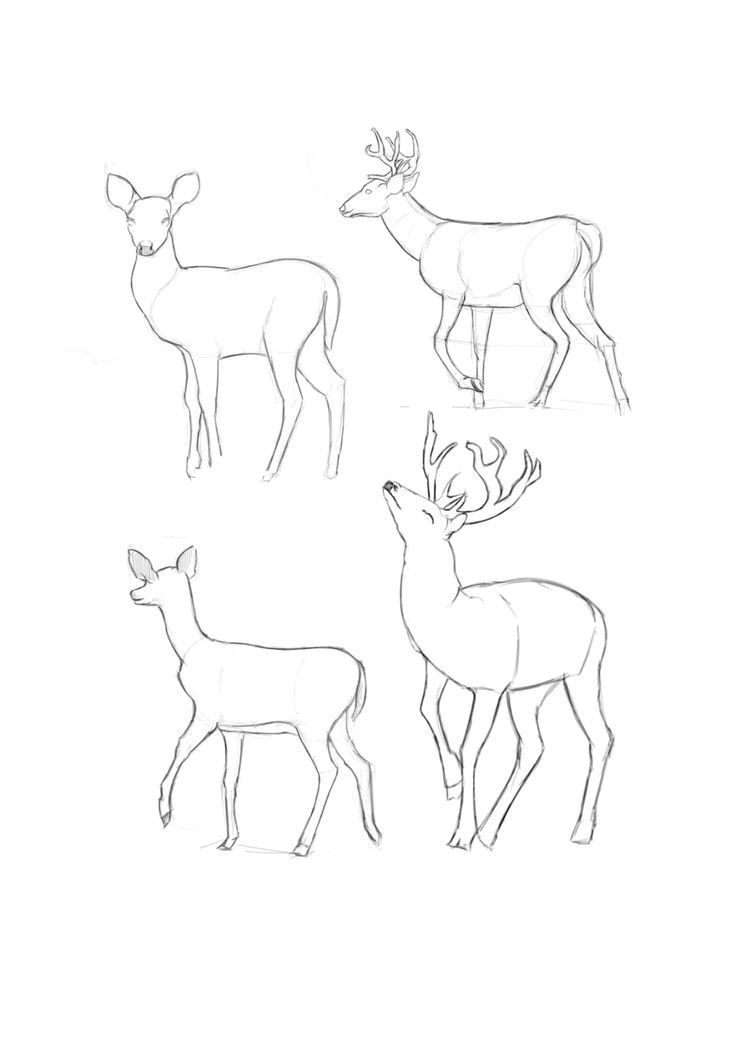 Sketch of four deer, each in different poses, displaying graceful lines and antler detail.