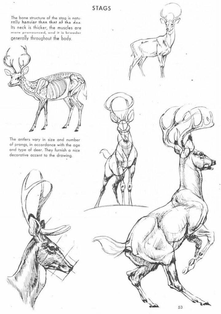 Illustrated stag anatomy sketch highlighting muscular structure and antlers, with detailed artistic and scientific notes.