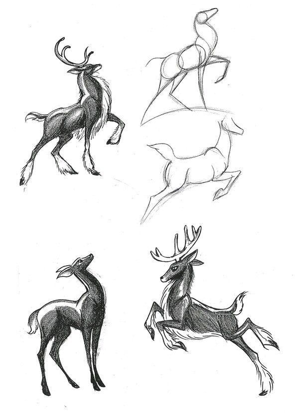 Pencil sketches of deer with detailed antlers, showcasing progression from basic outlines to finished drawings.