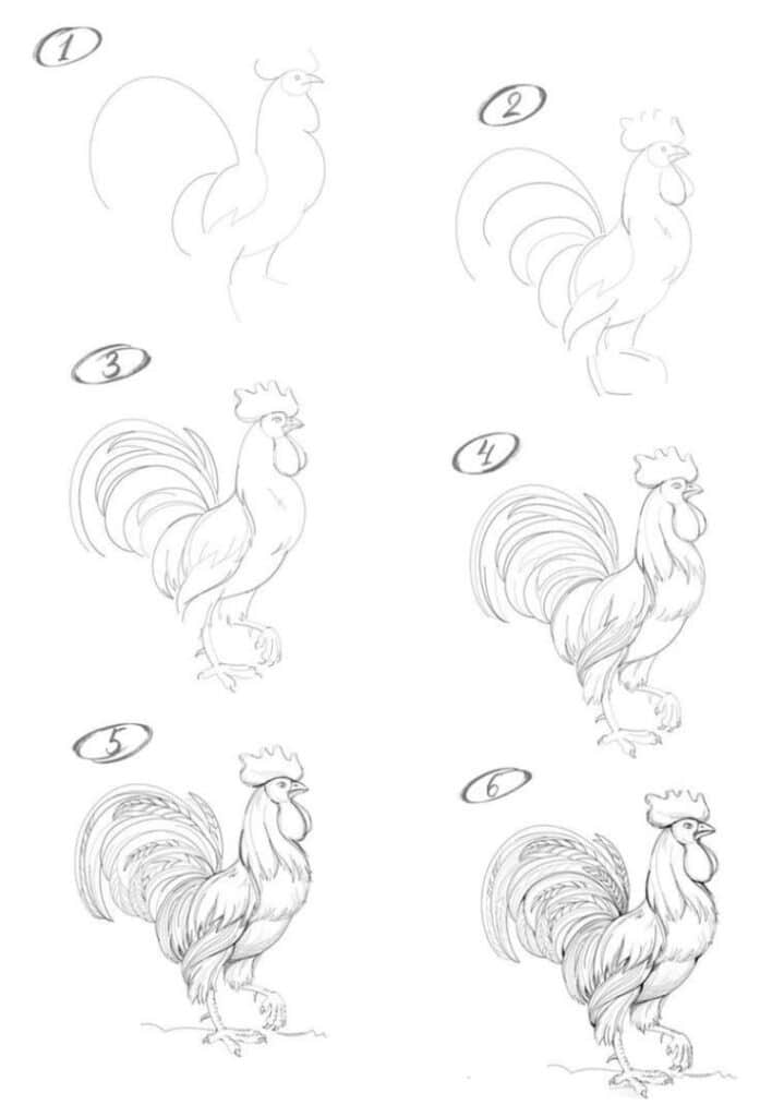 Step-by-step rooster drawing tutorial, showing progression from basic sketch to detailed illustration in six stages.
