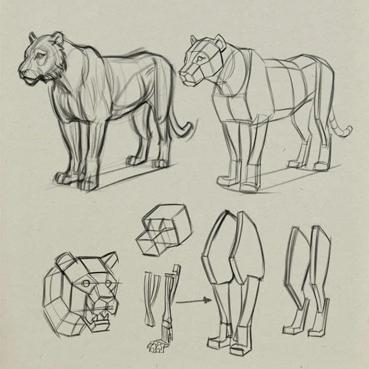 Lion anatomy drawing tutorial showing geometric breakdown and detailed leg and head structure on a beige background.
