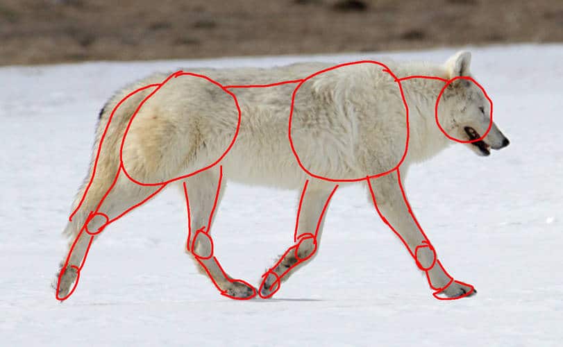 wolf_1185927_crop_sketch2_by_beckykidus_dftdmk6-250t-2x A white wolf walking on snow with red outlines highlighting its body structure and joints, demonstrating anatomy and movement. | Sky Rye Design A white wolf walking on snow with red outlines highlighting its body structure and joints, demonstrating anatomy and movement.