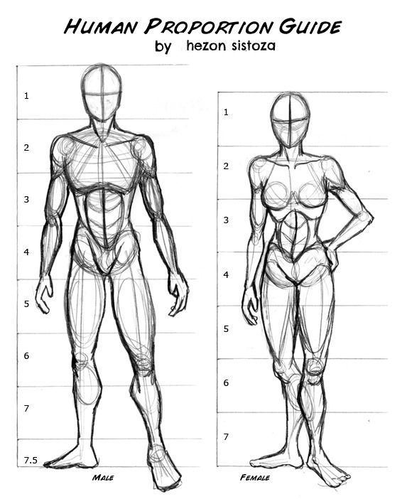 01513b35-c95c-4859-9782-467abad9e76d Human proportion guide featuring male and female figures, illustrating anatomy and symmetry for artists and designers. | Sky Rye Design Human proportion guide featuring male and female figures, illustrating anatomy and symmetry for artists and designers.