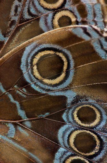 _ 10 Close-up of a butterfly wing showcasing intricate brown and blue eye patterns for a striking and natural design. | Sky Rye Design Close-up of a butterfly wing showcasing intricate brown and blue eye patterns for a striking and natural design.