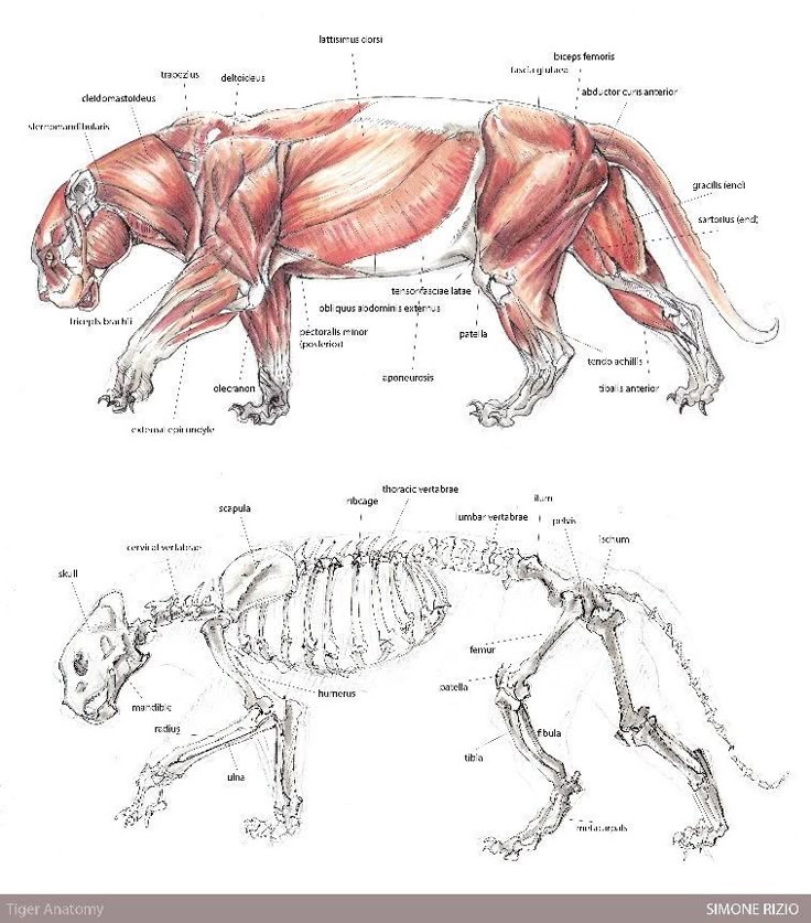Detailed anatomical illustration of a tiger showing muscle structure and skeletal system, highlighting various muscles and bones for educational use.