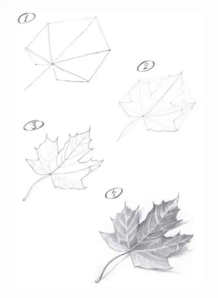 Step-by-step drawing of a maple leaf in pencil, progressing from basic outline to detailed shading. Perfect for art tutorials.