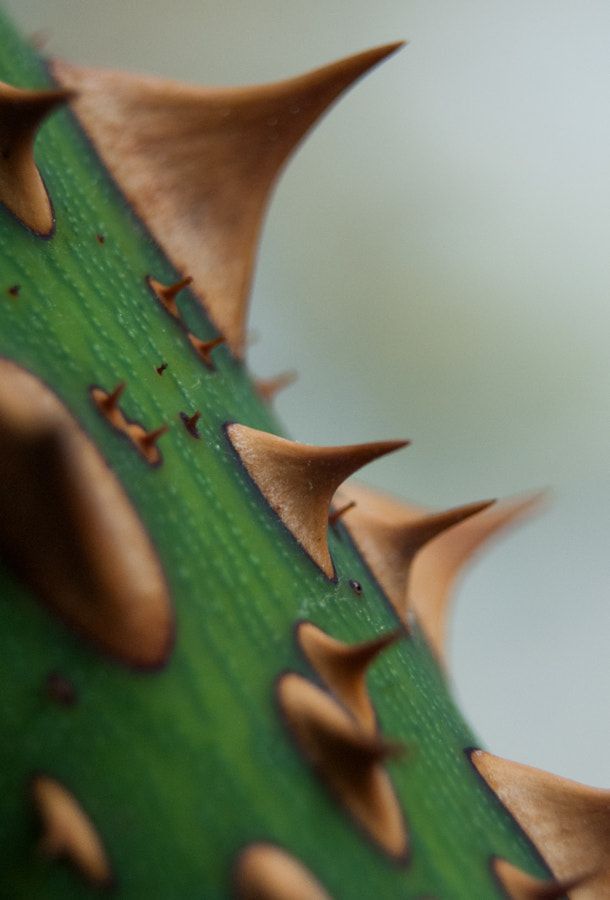 _ 11 Close-up of sharp brown thorns on a green plant stem, detailed texture highlighting natural defense mechanism of the plant. | Sky Rye Design Close-up of sharp brown thorns on a green plant stem, detailed texture highlighting natural defense mechanism of the plant.