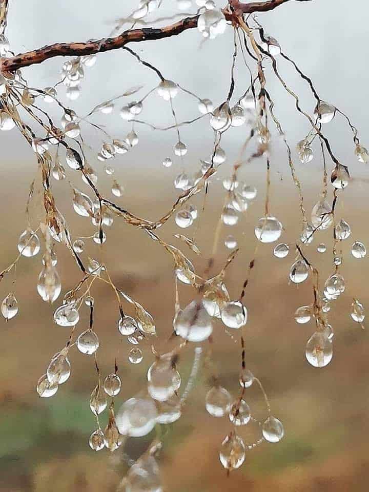 _ 12 Delicate water droplets on fine branches in a misty setting, capturing nature's beauty and tranquility up close. | Sky Rye Design Delicate water droplets on fine branches in a misty setting, capturing nature's beauty and tranquility up close.