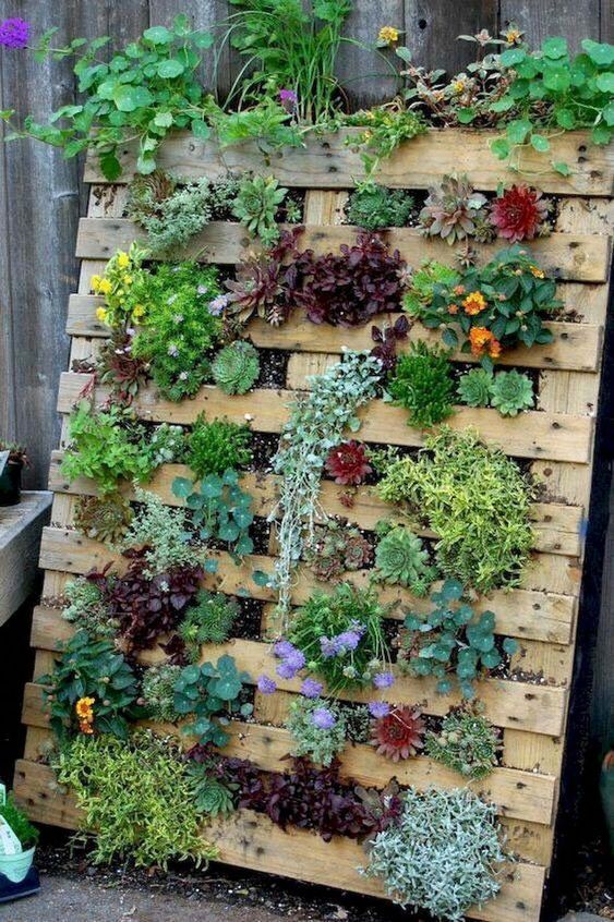 12 Beautiful Pallet Garden Ideas - Roots Nursery Vertical garden on wooden pallet with diverse, colorful plants and succulents against a wooden fence, showcasing eco-friendly gardening. | Sky Rye Design Vertical garden on wooden pallet with diverse, colorful plants and succulents against a wooden fence, showcasing eco-friendly gardening.