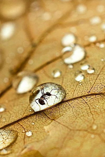 _ 13 Ant trapped in a raindrop on a dry leaf, showcasing nature's beauty and intricacy in macro photography. | Sky Rye Design Ant trapped in a raindrop on a dry leaf, showcasing nature's beauty and intricacy in macro photography.