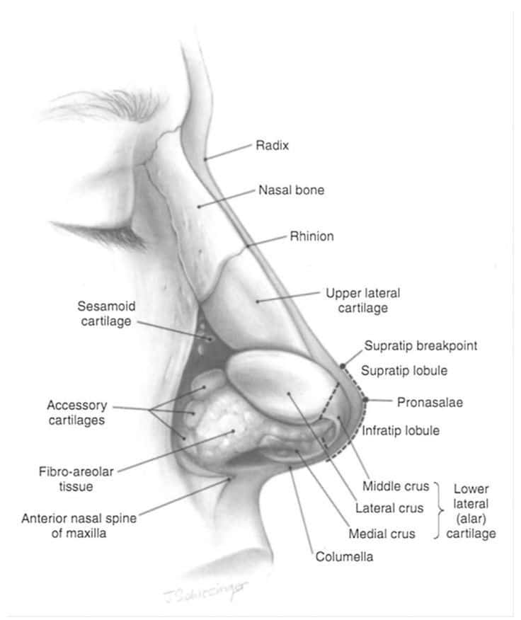 _ 17 Detailed anatomical diagram of the human nose showing cartilage, bones, and tissue labels, including radix, nasal bone, and columella. | Sky Rye Design Detailed anatomical diagram of the human nose showing cartilage, bones, and tissue labels, including radix, nasal bone, and columella.