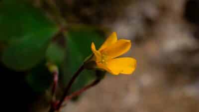 macro photography for beginners