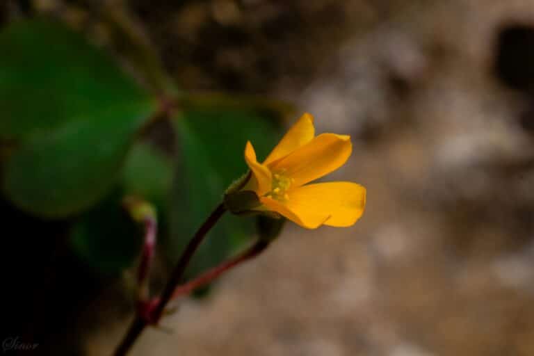 1766086272383x583556239074472200-feature macro photography for beginners | Sky Rye Design macro photography for beginners