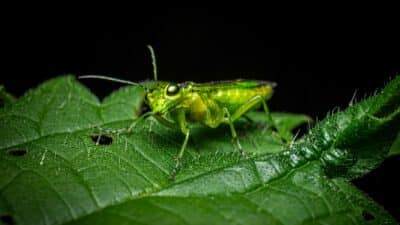 insect macro photography tips