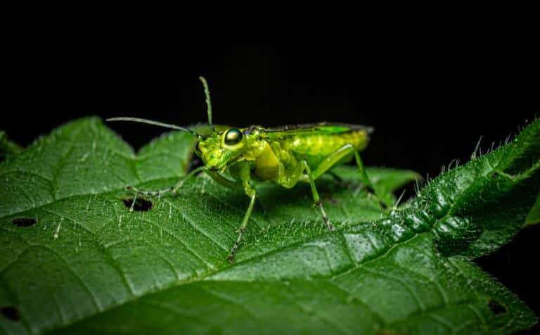 1766086272390x947185180941780600-feature insect macro photography tips | Sky Rye Design insect macro photography tips