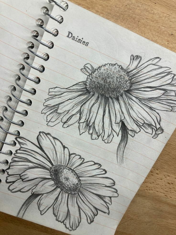 Pencil sketch of daisies on a lined notebook page, showcasing intricate detail in petals and center against a wooden background.