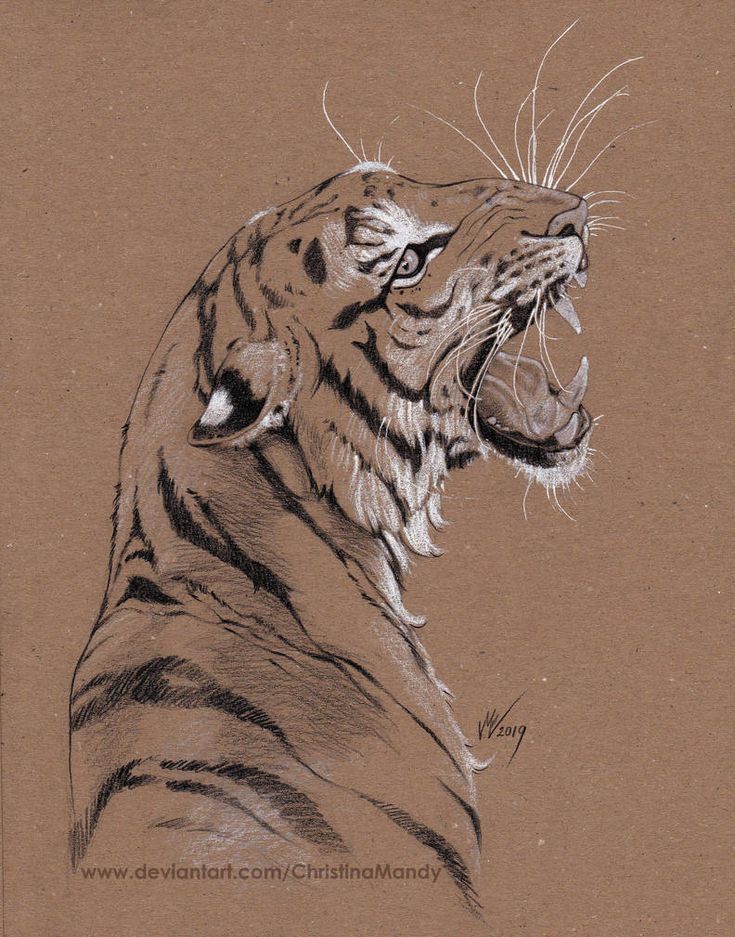 Sketch of a roaring tiger displaying its fierce expression and detailed fur pattern on a brown textured background.