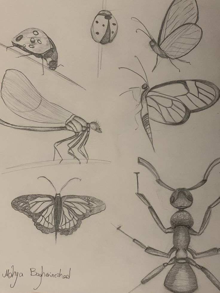 Pencil sketches of insects including a ladybug, butterfly, ant, and fly, showcasing intricate details and diversity in design. How to draw insects.